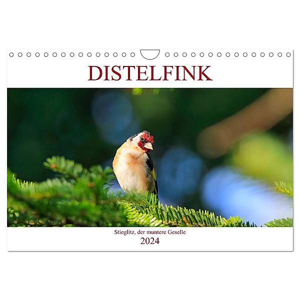 Distelfink (Wandkalender 2024 DIN A4 quer), CALVENDO Monatskalender, Anette Jäger