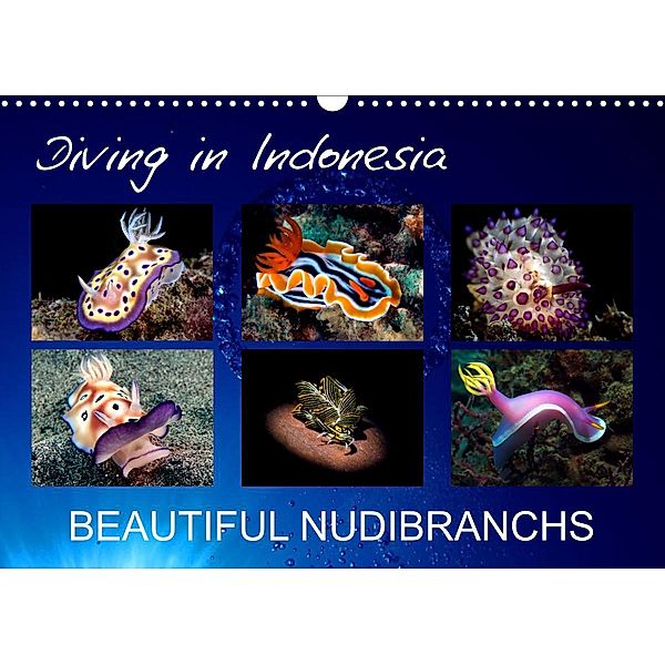 Diving in Indonesia - BEAUTIFUL NUDIBRANCHS (Wall Calendar 2022 DIN A3 Landscape), Kathrin Landgraf-Kluge