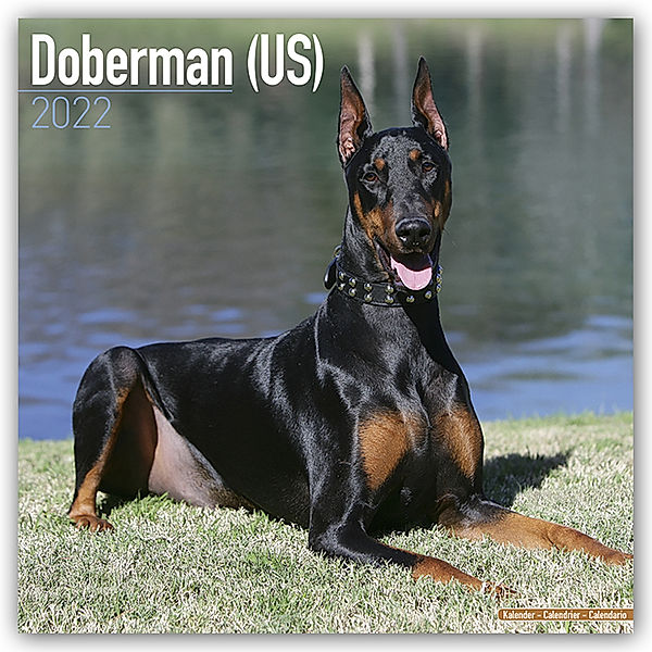 Doberman - Dobermänner 2022 - 16-Monatskalender, Avonside Publishing Ltd