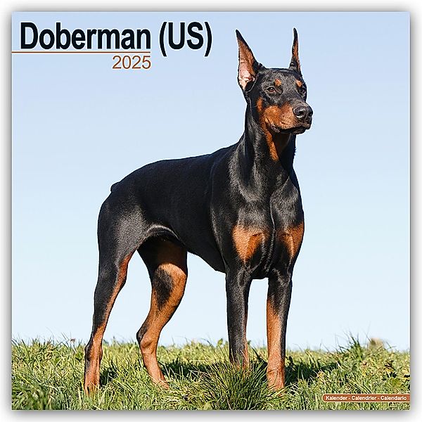 Doberman - Dobermann 2025 - 16-Monatskalender, Avonside Publishing Ltd
