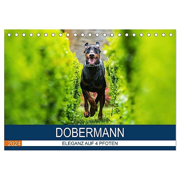 Dobermann 2024 (Tischkalender 2024 DIN A5 quer), CALVENDO Monatskalender, Annett Mirsberger