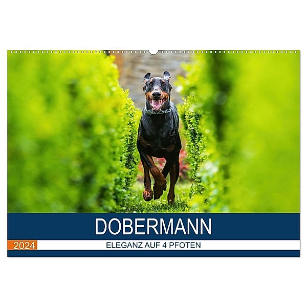 Dobermann 2024 (Wandkalender 2024 DIN A2 quer), CALVENDO Monatskalender, Annett Mirsberger