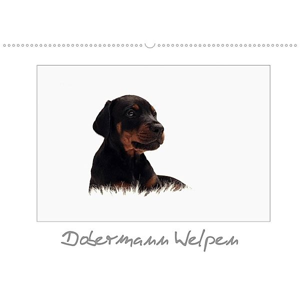 Dobermann Welpen (Wandkalender 2023 DIN A2 quer), Nicole Hahn