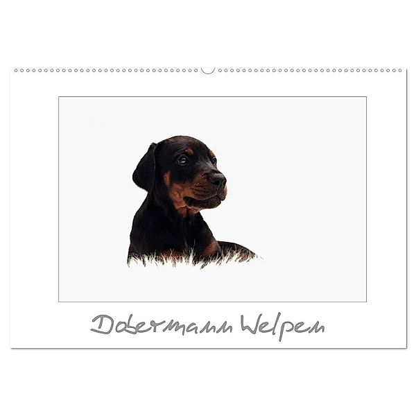 Dobermann Welpen (Wandkalender 2024 DIN A2 quer), CALVENDO Monatskalender, Nicole Hahn