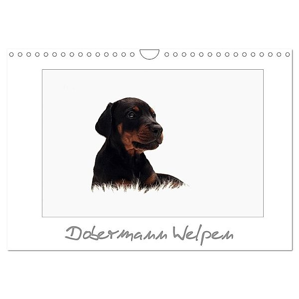 Dobermann Welpen (Wandkalender 2024 DIN A4 quer), CALVENDO Monatskalender, Nicole Hahn