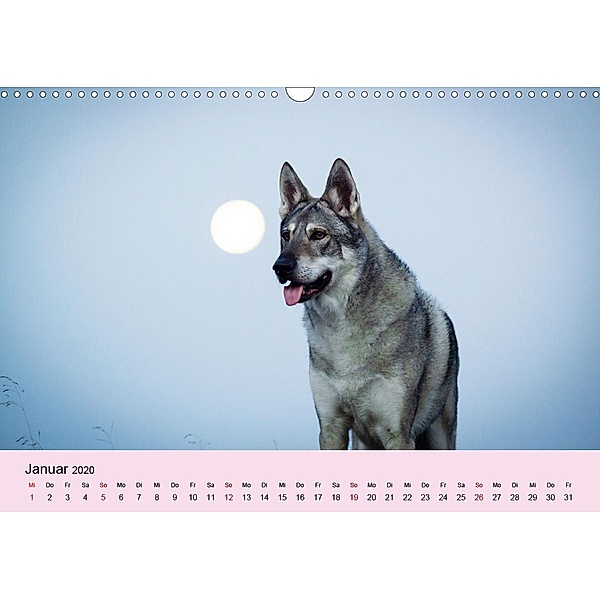 Dog Moments 2020 (Wandkalender 2020 DIN A3 quer), Jenny Gauger