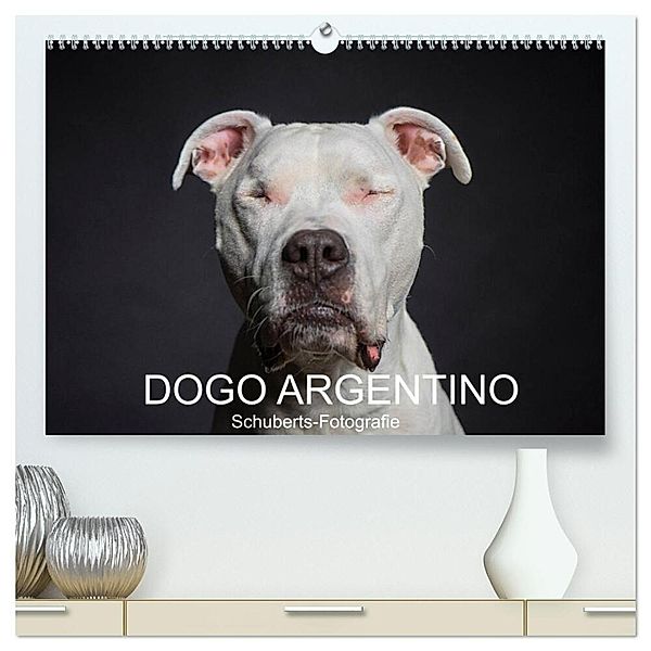 DOGO ARGENTINO (hochwertiger Premium Wandkalender 2025 DIN A2 quer), Kunstdruck in Hochglanz, Calvendo, Schuberts-Fotografie