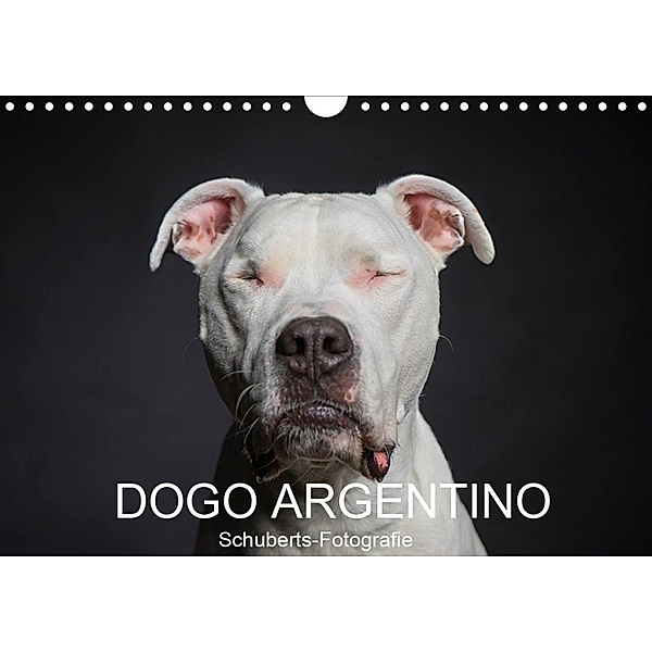 DOGO ARGENTINO (Wandkalender 2020 DIN A4 quer)