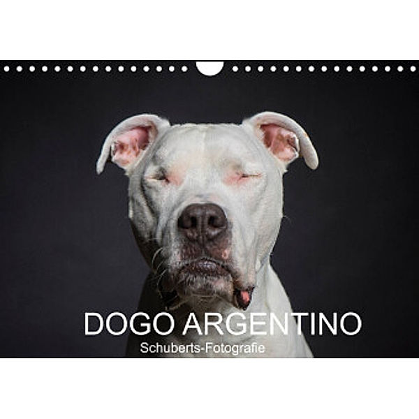 DOGO ARGENTINO (Wandkalender 2022 DIN A4 quer), Schuberts-Fotografie