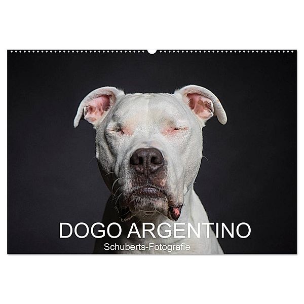DOGO ARGENTINO (Wandkalender 2024 DIN A2 quer), CALVENDO Monatskalender, Schuberts-Fotografie