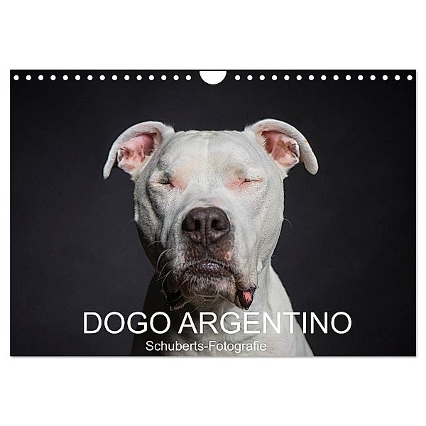 DOGO ARGENTINO (Wandkalender 2024 DIN A4 quer), CALVENDO Monatskalender, Schuberts-Fotografie