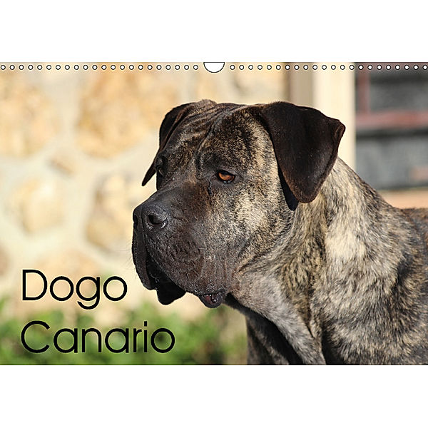 Dogo Canario (Wandkalender 2018 DIN A3 quer), Petra Wobst