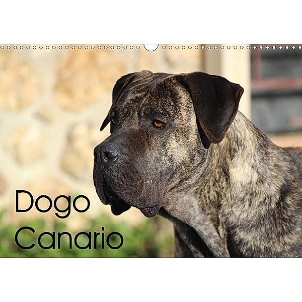 Dogo Canario (Wandkalender 2021 DIN A3 quer), Petra Wobst