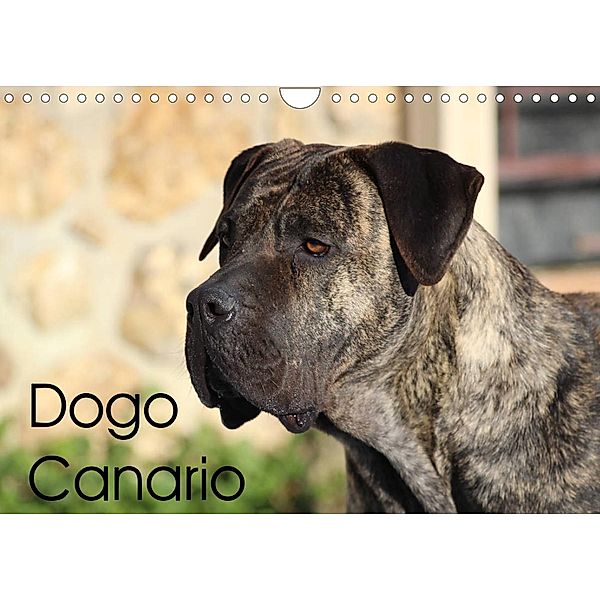 Dogo Canario (Wandkalender 2023 DIN A4 quer), Petra Wobst