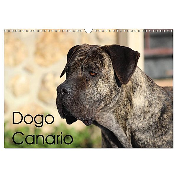 Dogo Canario (Wandkalender 2024 DIN A3 quer), CALVENDO Monatskalender, Petra Wobst