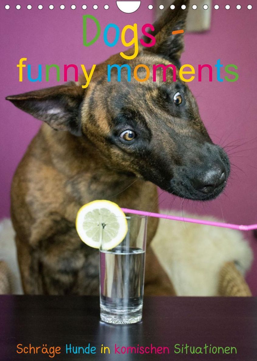 Dogs - funny moments Schräge Hunde in komischen Situationen Wandkalender  2023 DIN A4 hoch - Kalender bestellen