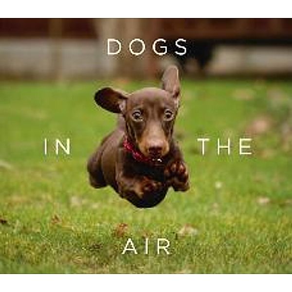 Dogs in the Air, Jack Bradley