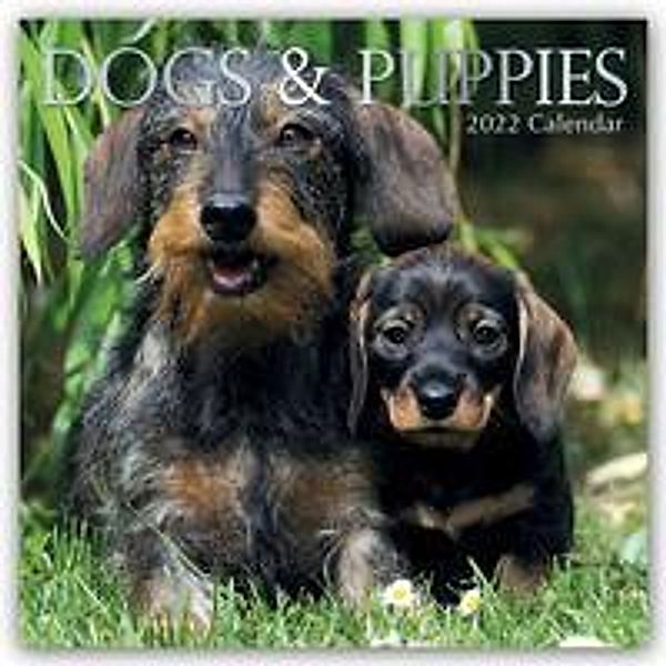 Dogs & Puppies - Hunde & Welpen 2022 - 16-Monatskalender, Gifted Stationery Co. Ltd