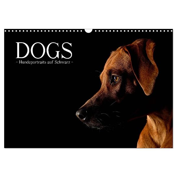 Dogs (Wandkalender 2024 DIN A3 quer), CALVENDO Monatskalender, Nicole Noack