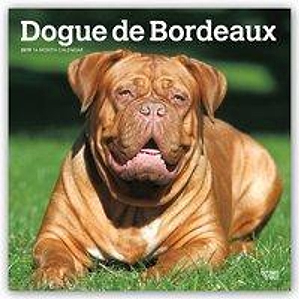 Dogue de Bordeaux - Bordeauxdoggen 2019 - 18-Monatskalender