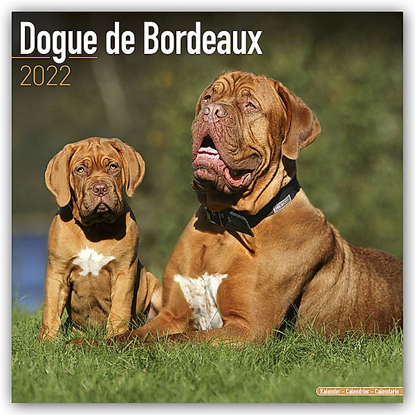 Dogue de Bordeaux - Bordeauxdoggen 2022 - 16-Monatskalender, Avonside Publishing Ltd