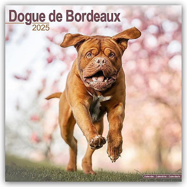 Dogue de Bordeaux - Bordeauxdoggen 2025 - 16-Monatskalender, Avonside Publishing Ltd.