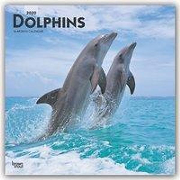 Dolphins - Delfine - Delphine 2020 - 16-Monatskalender, BrownTrout Publisher