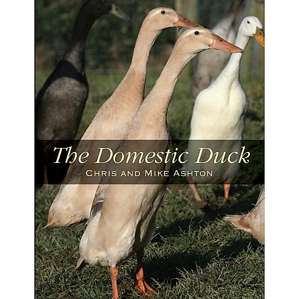 Domestic Duck, Mike Ashton