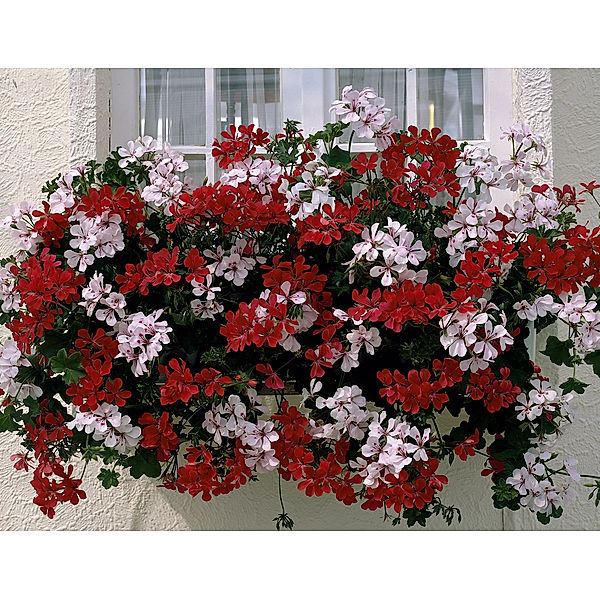 Dominik Gartenparadies Geranien hängend, großblumig gefüllt, rot 12 cm Topf, 3 Pflanzen