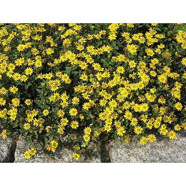 Dominik Gartenparadies Sanvitalia Azteken-Gold, 3 Pflanzen im 12 cm Topf