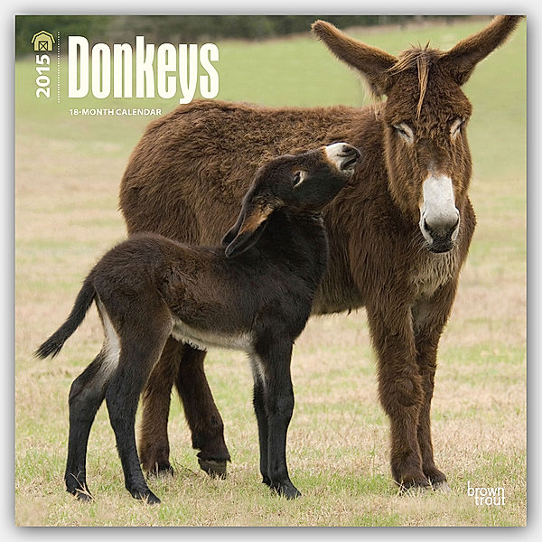 Donkeys 2015 - Esel