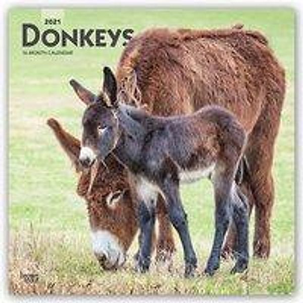 Donkeys - Esel 2021 - 16-Monatskalender, BrownTrout Publisher