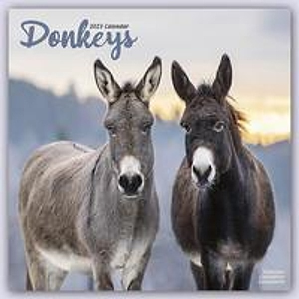 Donkeys - Esel 2023 - 16-Monatskalender, Avonside Publishing Ltd