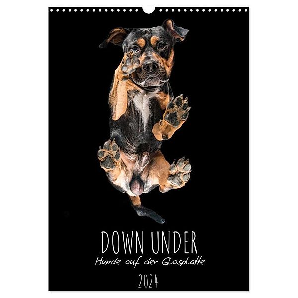 Down Under - Hunde auf der Glasplatte (Wandkalender 2024 DIN A3 hoch), CALVENDO Monatskalender, Silke Gareis