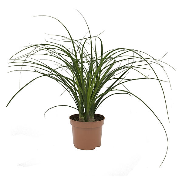 Dracena Nolina kleiner Elefantenfuß, 1 Stück