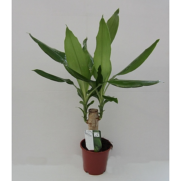 Drachenbaum, Dracena fragans, 1 Pflanze, 10-12 cm Topf, ca. 30 cm hoch