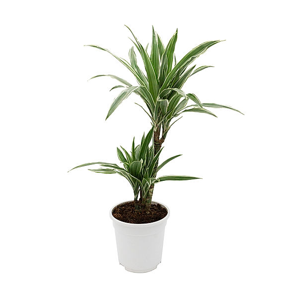 Drachenbaum Warneckii, 1 Pflanze