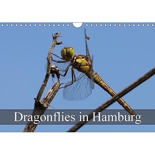 Dragonflies in Hamburg (Wall Calendar 2017 DIN A4 Landscape), Matthias Brix - Studio Brix