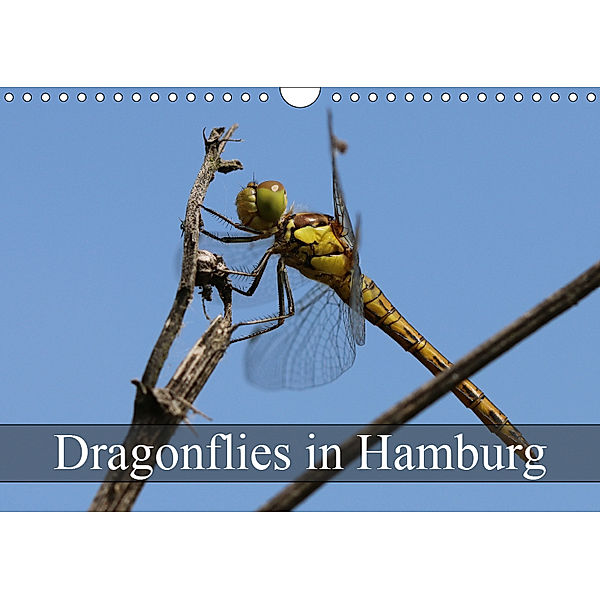 Dragonflies in Hamburg (Wall Calendar 2019 DIN A4 Landscape), Matthias Brix - Studio Brix