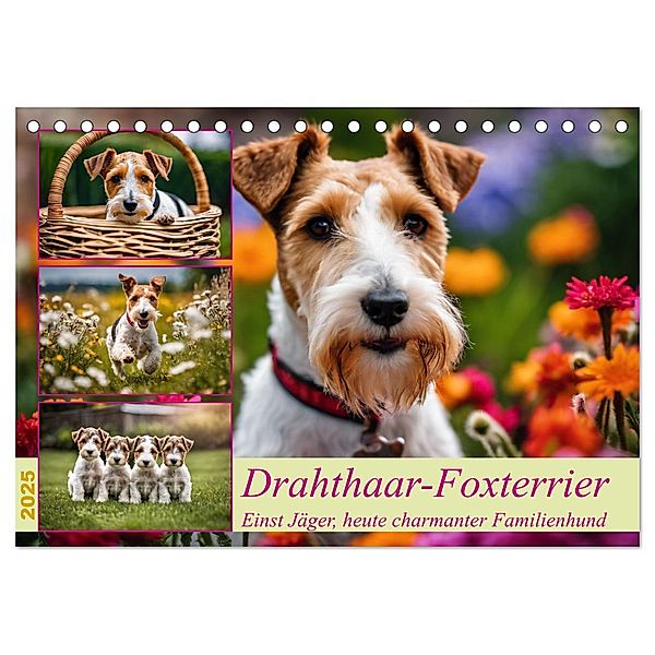 Drahthaar-Foxterrier (Tischkalender 2025 DIN A5 quer), CALVENDO Monatskalender, Calvendo, Claudia Kleemann