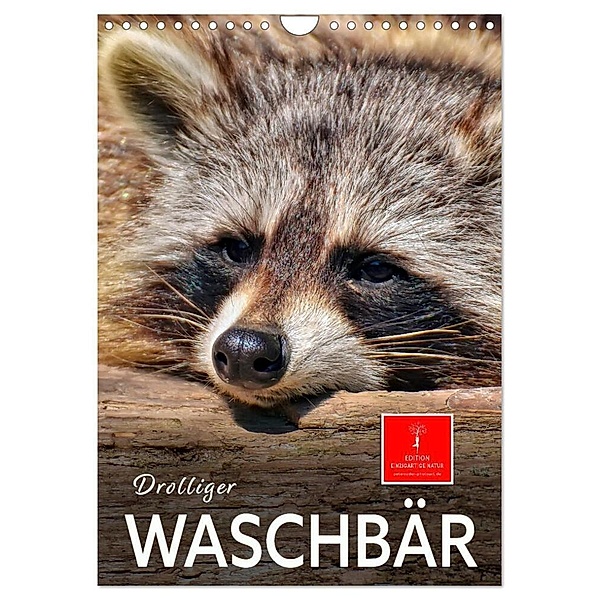 Drolliger Waschbär (Wandkalender 2024 DIN A4 hoch), CALVENDO Monatskalender, Peter Roder