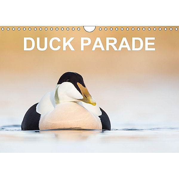 Duck Parade (Wall Calendar 2019 DIN A4 Landscape), BIA - birdimagency