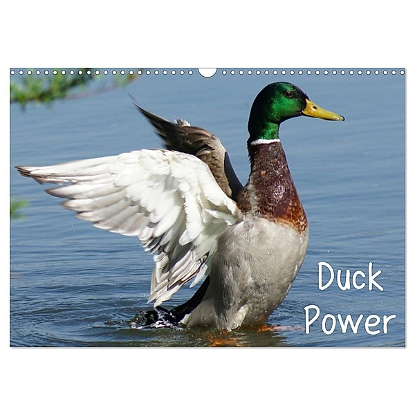 Duck Power (Wandkalender 2024 DIN A3 quer), CALVENDO Monatskalender, Kattobello
