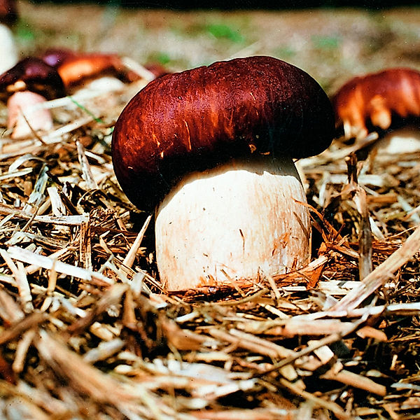 Dübel-Pilzkultur Braunkappe