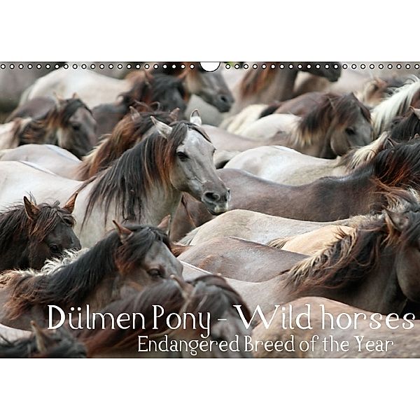 Dülmen Pony - Wild horses / UK-Version (Wall Calendar perpetual DIN A3 Landscape), Barbara Mielewczyk