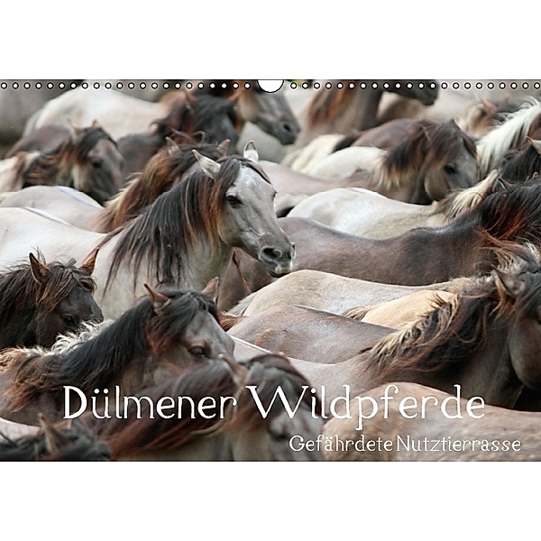 Dülmener Wildpferde - Gefährdete Nutztierrasse (Wandkalender immerwährend DIN A3 quer), Barbara Mielewczyk