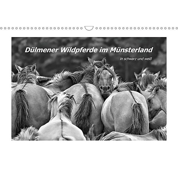 Dülmener Wildpferde im Münsterland in schwarz und weiß (Wandkalender 2020 DIN A3 quer), Bettina Hackstein