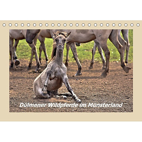 Dülmener Wildpferde im Münsterland (Tischkalender 2022 DIN A5 quer), Bettina Hackstein