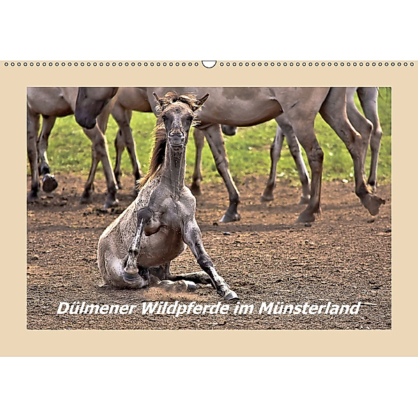 Dülmener Wildpferde im Münsterland (Wandkalender 2019 DIN A2 quer), Bettina Hackstein