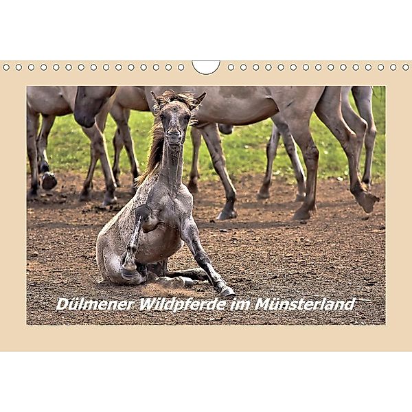 Dülmener Wildpferde im Münsterland (Wandkalender 2021 DIN A4 quer), Bettina Hackstein
